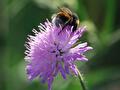 Scabiosa met Hommel ( Nederlandse naam is Duifkruid )